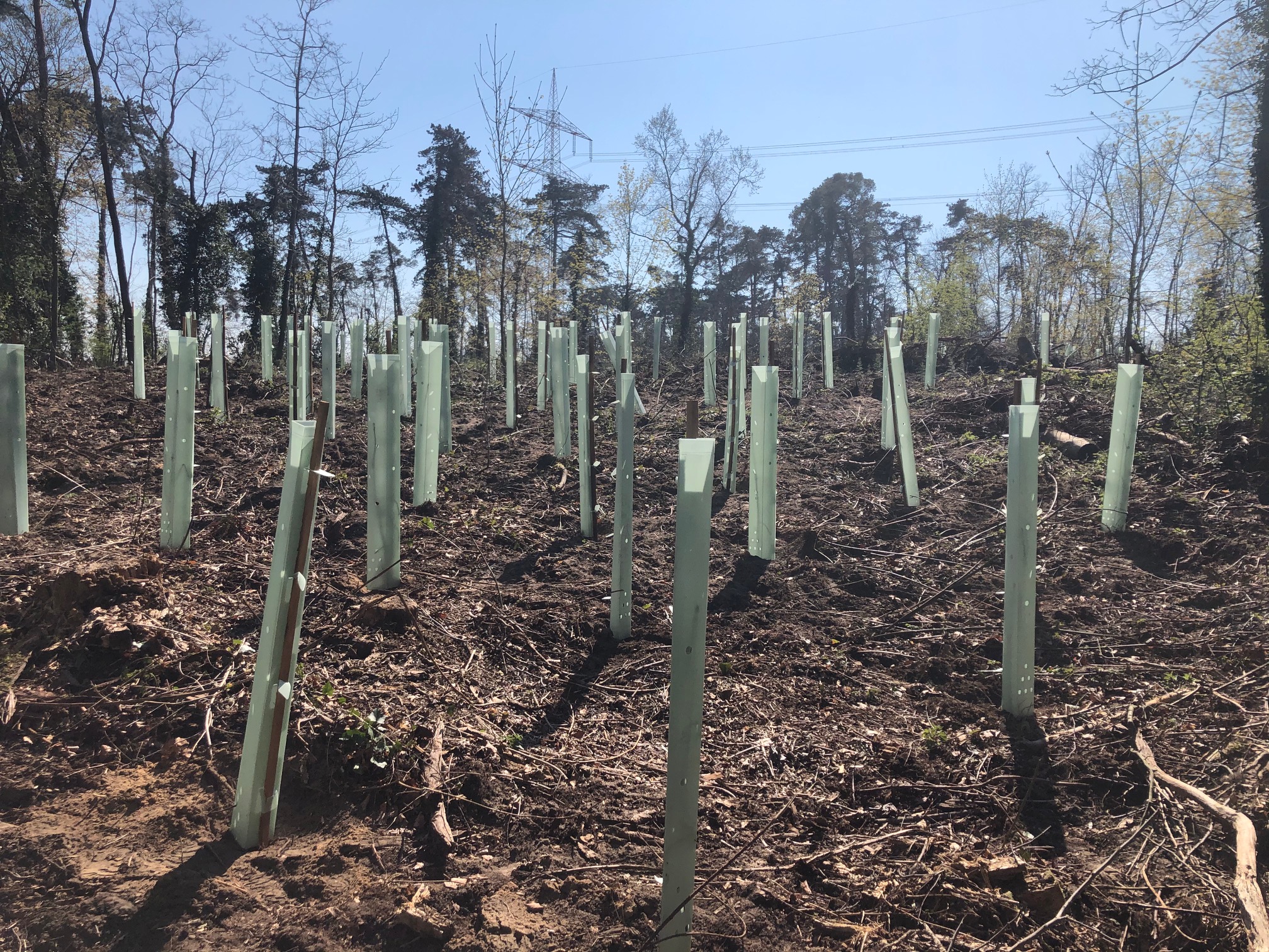  Neuanpflanzung von 2.000 klimastabilen Bäumen 