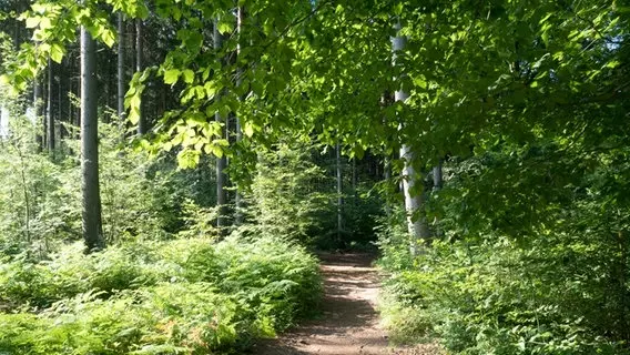 Meditativer Spaziergang im Leimener Wald