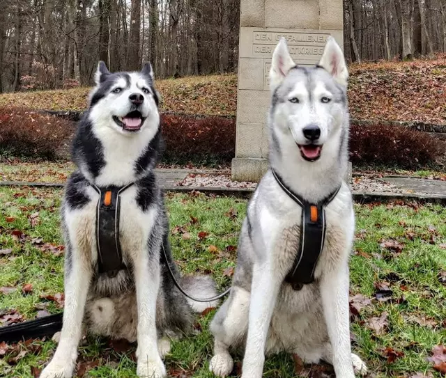 Halten Sie Ihre Hunde an der Leine 